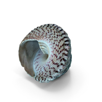 Seashell PNG & PSD Images