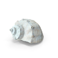 Seashell PNG & PSD Images