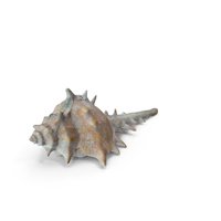 Shell PNG & PSD Images