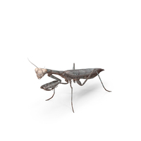 Praying Mantis PNG & PSD Images