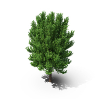 Tree PNG & PSD Images