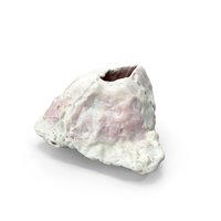 Coral PNG & PSD Images