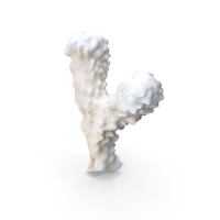 Coral PNG & PSD Images