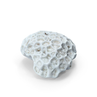 Coral PNG & PSD Images