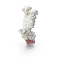 Coral PNG & PSD Images