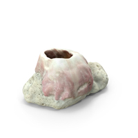 Coral PNG & PSD Images