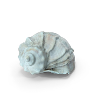 Sea Shell PNG & PSD Images