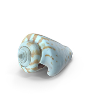 Sea Shell PNG & PSD Images