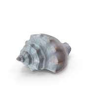 Sea Shell PNG & PSD Images