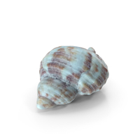Sea Shell PNG & PSD Images