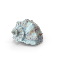 Sea Shell PNG & PSD Images