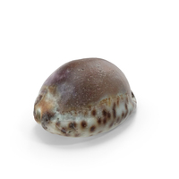 Sea Shell PNG & PSD Images