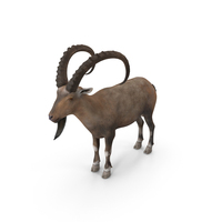 Alpine Ibex PNG & PSD Images