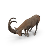 Alpine Ibex With Large Horns PNG & PSD Images