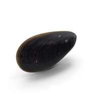 Closed Mussel Shell PNG & PSD Images