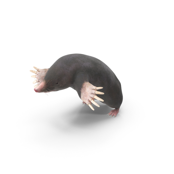Mole Animal PNG & PSD Images