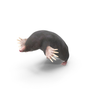 Mole Animal PNG & PSD Images