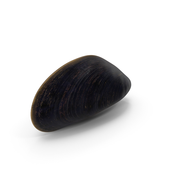 Realistic Marine Mussel Shell PNG & PSD Images