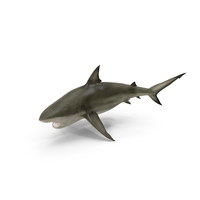 Carcharhinus Amboinensis Shark PNG & PSD Images