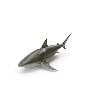Java Shark PNG & PSD Images