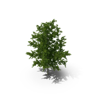 Oak Tree PNG & PSD Images