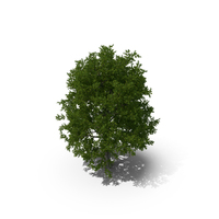 Realistic Oak Tree PNG & PSD Images