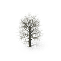 Leafless Bare Oak Tree PNG & PSD Images