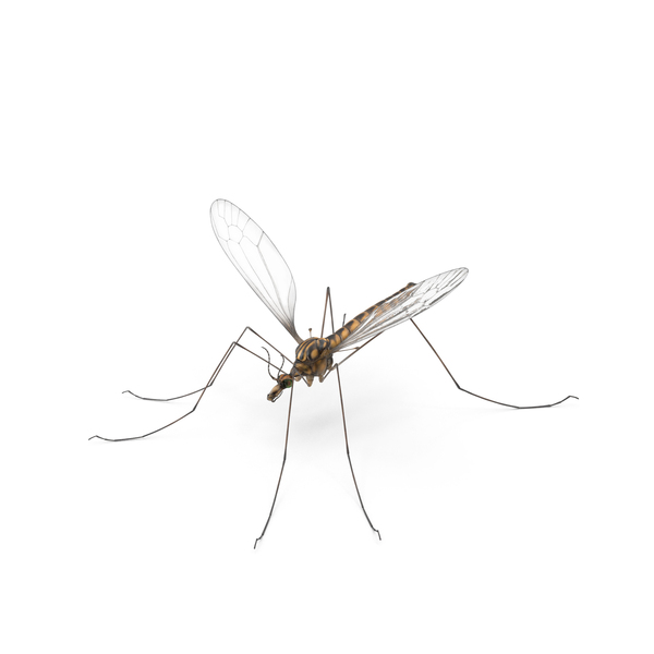 Mosquito Hawk Crane Fly Gollywhopper PNG & PSD Images