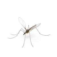 Mosquito Hawk Crane Fly Gollywhopper PNG & PSD Images