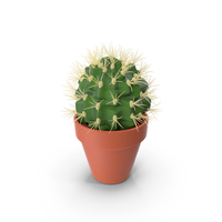 Cactus PNG & PSD Images