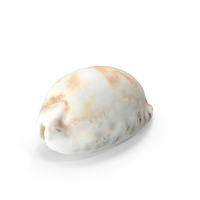 Seashell PNG & PSD Images