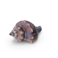 Seashell PNG & PSD Images