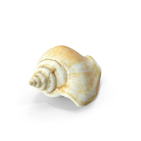 Seashell PNG & PSD Images