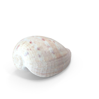 Seashell PNG & PSD Images