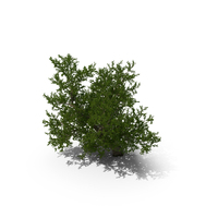 Lush Maple Tree PNG & PSD Images
