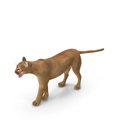 Snarling Puma PNG & PSD Images