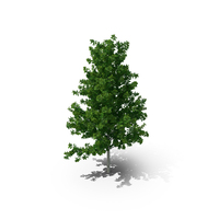 Realistic Young Poplar Tree PNG & PSD Images