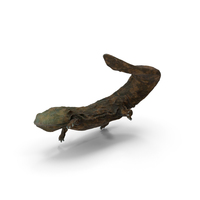 Aquatic Giant Salamander Light Swimming PNG & PSD Images