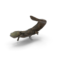 Aquatic Giant Salamander Light Wet Swimming PNG & PSD Images