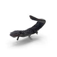 Giant Salamander Dark Wet Swimming PNG & PSD Images