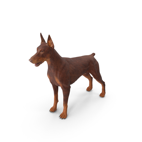 Doberman Dog Brown PNG & PSD Images