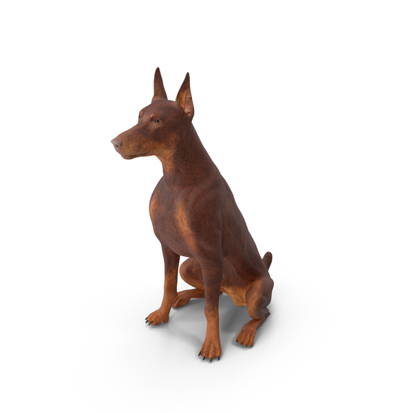 Doberman Dog Brown Sits PNG & PSD Images