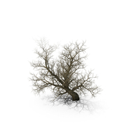 Leafless Maple Tree PNG & PSD Images