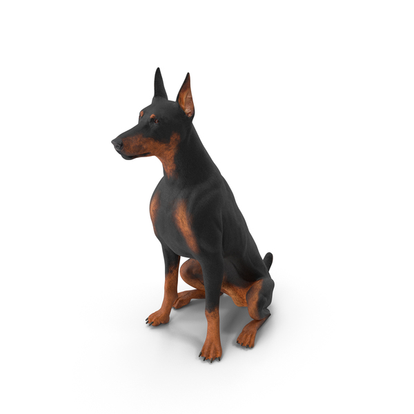 Doberman Pinscher Dog Sits PNG & PSD Images