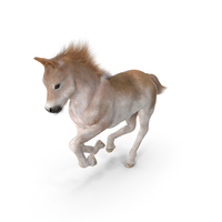 Galloping Shetland Pony Fur PNG & PSD Images