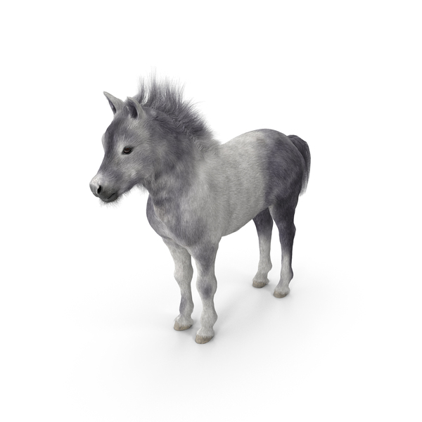 Shetland Pony White Fur PNG & PSD Images