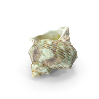 Seashell PNG & PSD Images