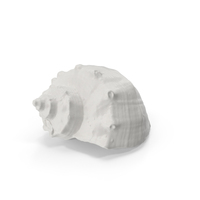 Porcelain Seashell PNG & PSD Images