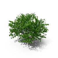 Hedge PNG & PSD Images