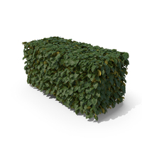 Hedge PNG & PSD Images